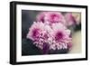 Pink Flowers-Carolina Hernandez-Framed Photographic Print