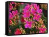 Pink Flowers-Anna Miller-Framed Stretched Canvas