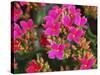 Pink Flowers-Anna Miller-Stretched Canvas