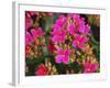 Pink Flowers-Anna Miller-Framed Photographic Print