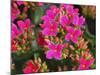 Pink Flowers-Anna Miller-Mounted Photographic Print