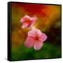 Pink Flowers-Ursula Abresch-Framed Stretched Canvas