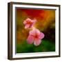 Pink Flowers-Ursula Abresch-Framed Photographic Print
