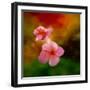 Pink Flowers-Ursula Abresch-Framed Photographic Print