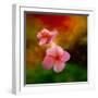 Pink Flowers-Ursula Abresch-Framed Photographic Print