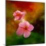 Pink Flowers-Ursula Abresch-Mounted Photographic Print