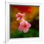 Pink Flowers-Ursula Abresch-Framed Photographic Print