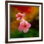 Pink Flowers-Ursula Abresch-Framed Photographic Print