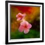 Pink Flowers-Ursula Abresch-Framed Photographic Print