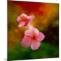 Pink Flowers-Ursula Abresch-Mounted Photographic Print