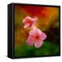 Pink Flowers-Ursula Abresch-Framed Stretched Canvas