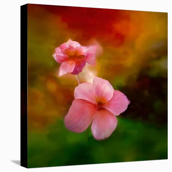 Pink Flowers-Ursula Abresch-Stretched Canvas