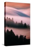Pink Fog, Sunset Light and Flowing Fog from Pacific Ocean, San Francisco-Vincent James-Stretched Canvas