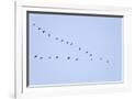 Gramercy White