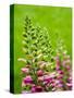 Pink foxglove blossoms.-Julie Eggers-Stretched Canvas