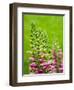 Pink foxglove blossoms.-Julie Eggers-Framed Photographic Print