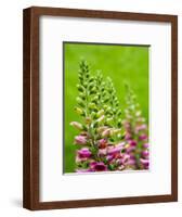 Pink foxglove blossoms.-Julie Eggers-Framed Photographic Print