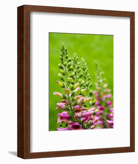 Pink foxglove blossoms.-Julie Eggers-Framed Photographic Print