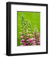 Pink foxglove blossoms.-Julie Eggers-Framed Photographic Print