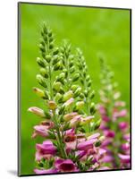 Pink foxglove blossoms.-Julie Eggers-Mounted Photographic Print