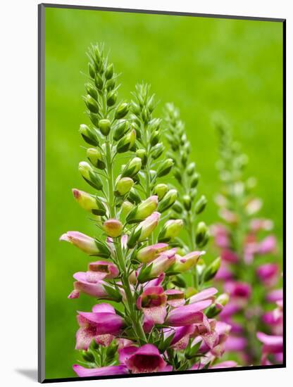 Pink foxglove blossoms.-Julie Eggers-Mounted Photographic Print