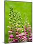 Pink foxglove blossoms.-Julie Eggers-Mounted Photographic Print