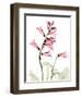 Pink Foxglove Portrait-Albert Koetsier-Framed Art Print