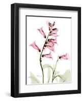 Pink Foxglove Portrait-Albert Koetsier-Framed Art Print