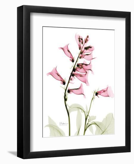 Pink Foxglove Portrait-Albert Koetsier-Framed Premium Giclee Print