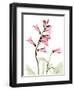 Pink Foxglove Portrait-Albert Koetsier-Framed Premium Giclee Print