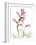 Pink Foxglove Portrait-Albert Koetsier-Framed Art Print