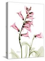 Pink Foxglove Portrait-Albert Koetsier-Stretched Canvas