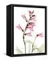 Pink Foxglove Portrait-Albert Koetsier-Framed Stretched Canvas