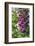 Pink Foxglove-Lisa S. Engelbrecht-Framed Photographic Print