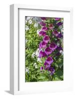 Pink Foxglove-Lisa S. Engelbrecht-Framed Photographic Print