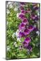 Pink Foxglove-Lisa S. Engelbrecht-Mounted Photographic Print