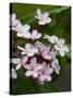 Pink frangipani in bloom-Bob Krist-Stretched Canvas
