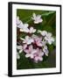 Pink frangipani in bloom-Bob Krist-Framed Photographic Print