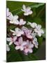 Pink frangipani in bloom-Bob Krist-Mounted Photographic Print