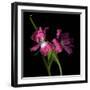 Pink Frazzle-Magda Indigo-Framed Photographic Print