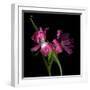 Pink Frazzle-Magda Indigo-Framed Photographic Print