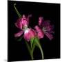 Pink Frazzle-Magda Indigo-Mounted Photographic Print