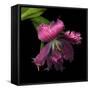 Pink Frazzled Tulip-Magda Indigo-Framed Stretched Canvas