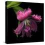 Pink Frazzled Tulip-Magda Indigo-Stretched Canvas