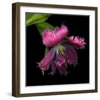 Pink Frazzled Tulip-Magda Indigo-Framed Photographic Print