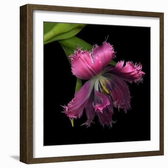 Pink Frazzled Tulip-Magda Indigo-Framed Photographic Print