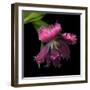 Pink Frazzled Tulip-Magda Indigo-Framed Photographic Print