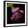 Pink Frazzled Tulip-Magda Indigo-Framed Photographic Print