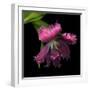 Pink Frazzled Tulip-Magda Indigo-Framed Photographic Print