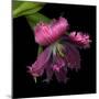 Pink Frazzled Tulip-Magda Indigo-Mounted Photographic Print